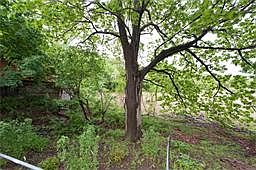 5th image of 50 Palmer St