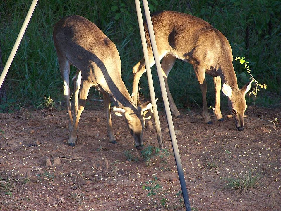 Deer in the backyard