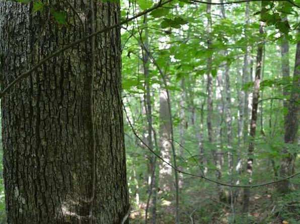 11071 River Dr, Crawford, TN 38554