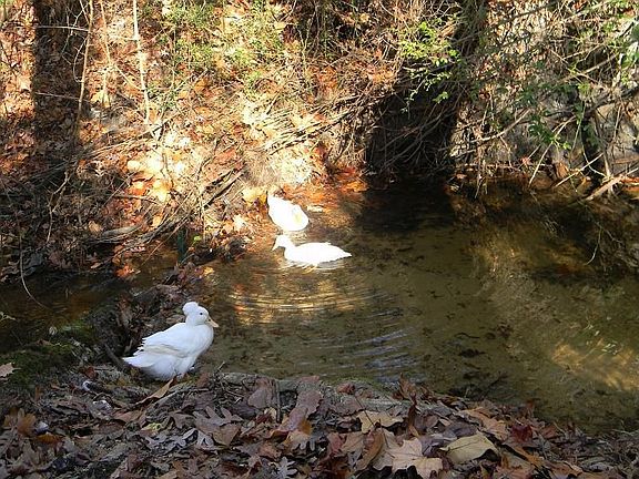 Nice Backyard with lots of nature
