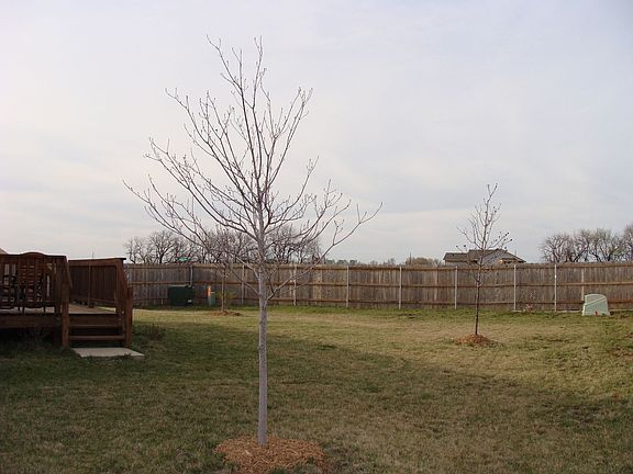 Back yard view