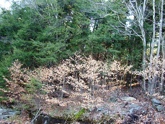 2nd image of Maplewoodgarden Road