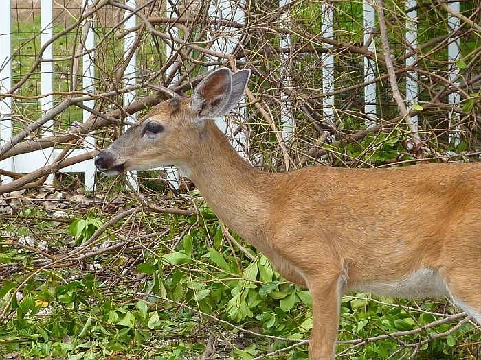 Key Deer