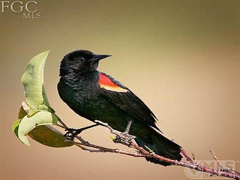 Red Wing Black bird