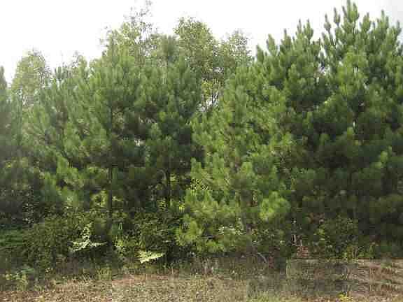 Nice Trees
