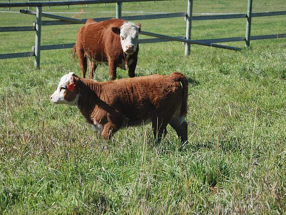 Lots of great pasture