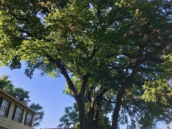 Beautiful large trees for shade and cooler temps in the summer