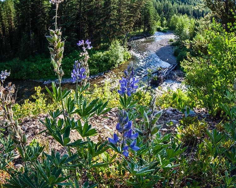 530 Trail Creek Rd, Polebridge, MT 59928 Zillow