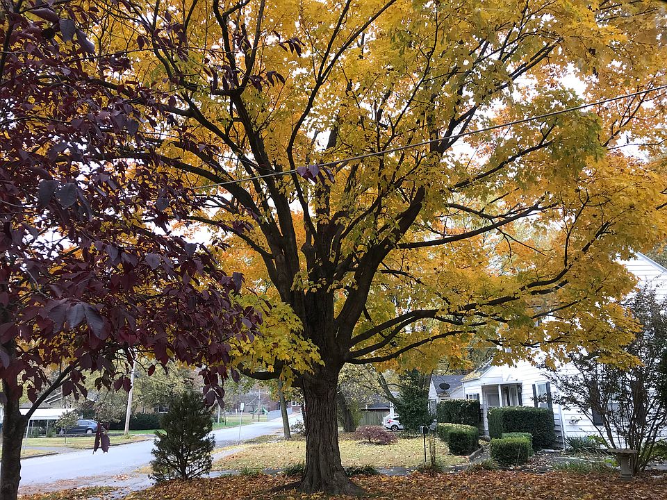 Front yard