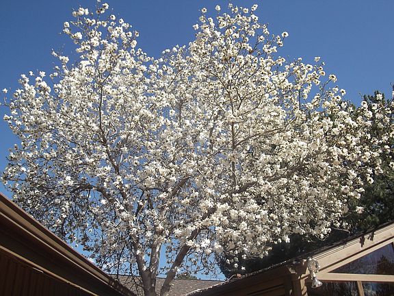 Blooming magnolia tree