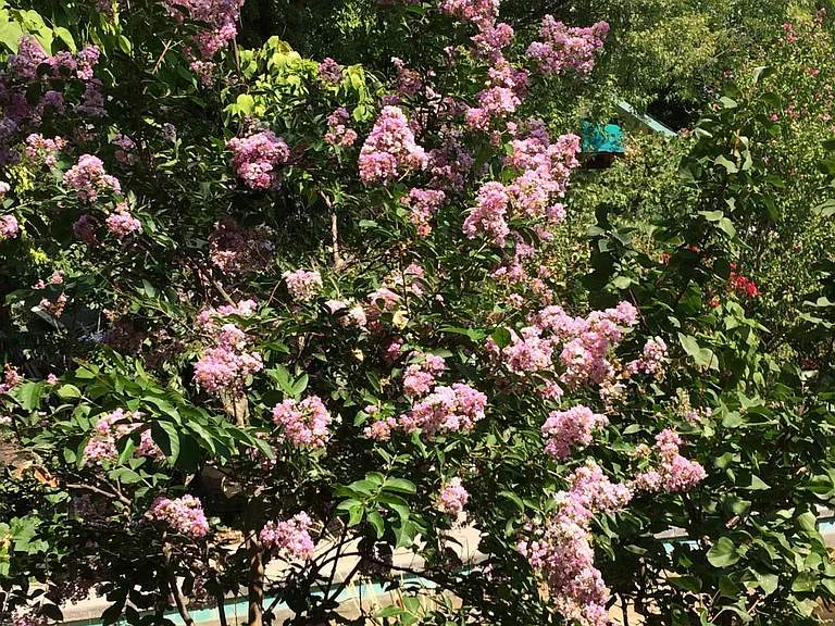 lilacs bloom every spring