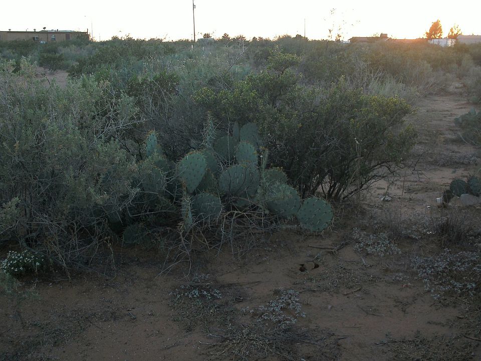 2nd image of 0001 Wilt