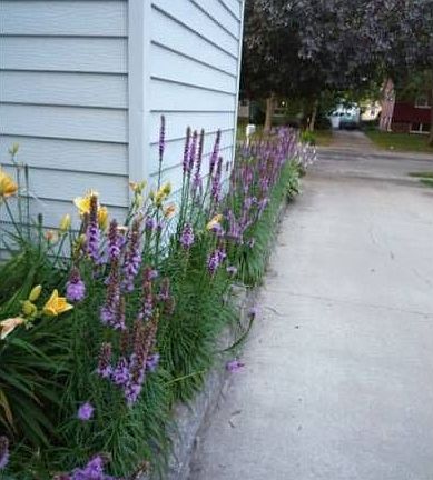 Perennial plantings