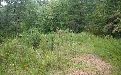 2nd image of Bluebird Ln