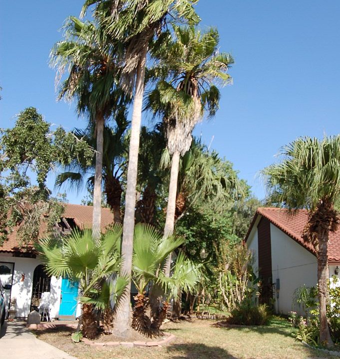 10 Resaca Vista Dr, San Benito, TX 78586 Zillow