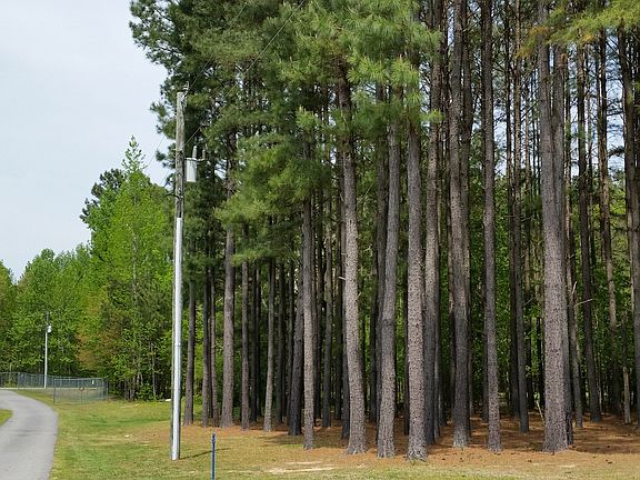 Pines on right of house