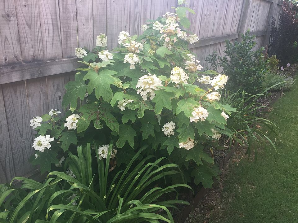 Many flowering plants