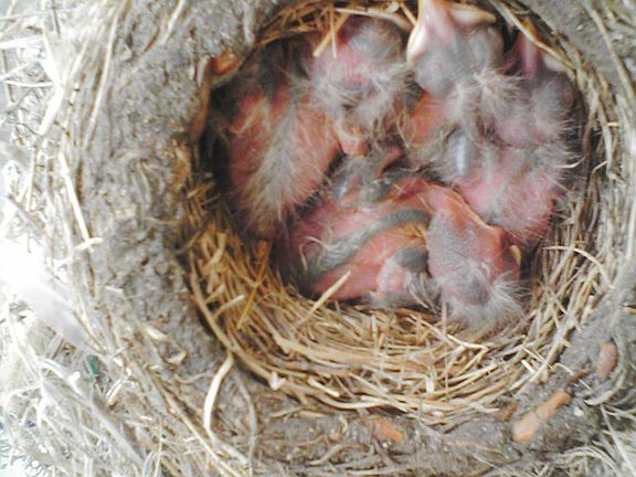Lots of backyard bird friends