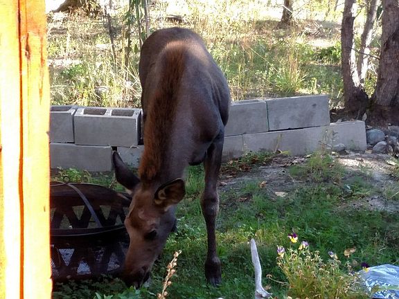 Moose 5 feet frpm porch