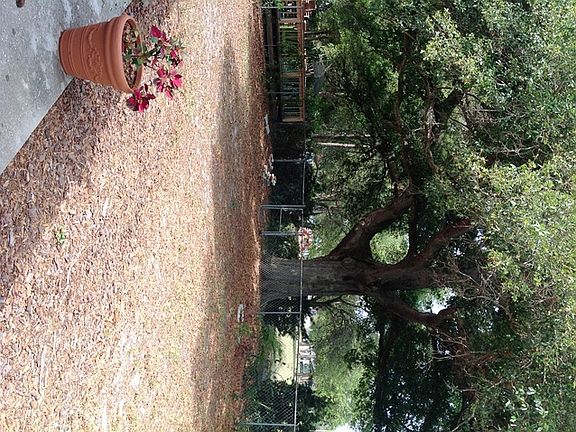 yard