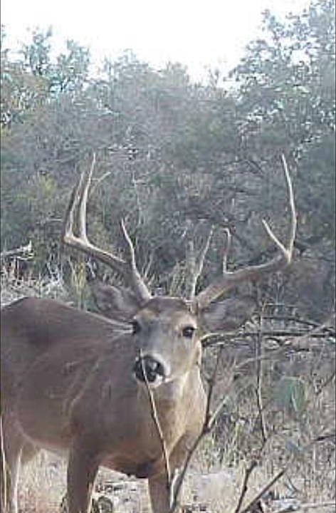 1st image of 1512 Persimmon Rd #35