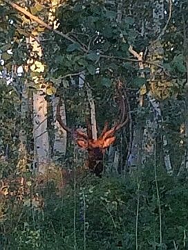 Elk, Moose, Deer visitors