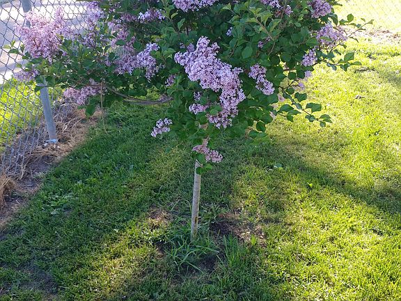 Lilacs in yard