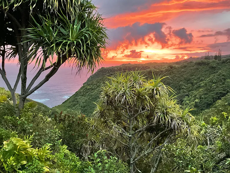 backyard view