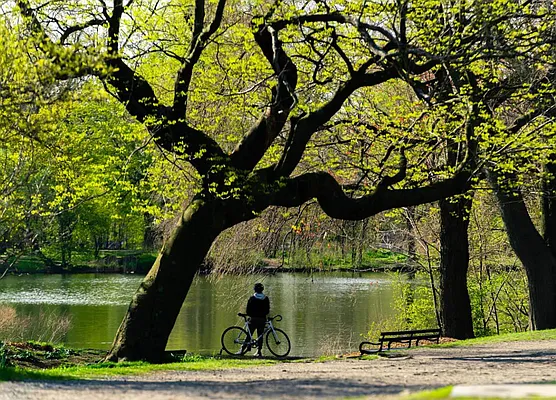 Rented by Compass | media 31