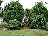 2nd image of 22005 SE 269th St