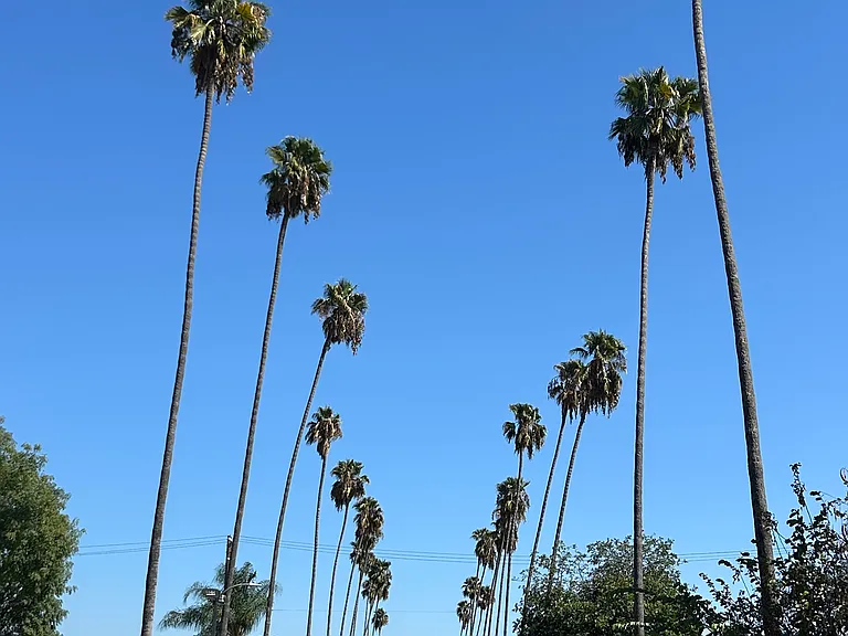 View of Rosemead Avenue street in front of building - quiet, family neighborhood