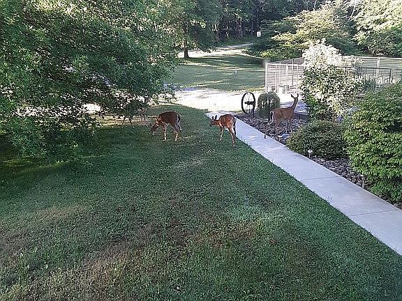 Front walk with deer