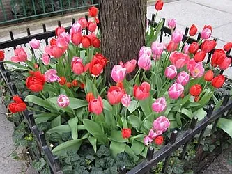 Sold by Harlem Lofts