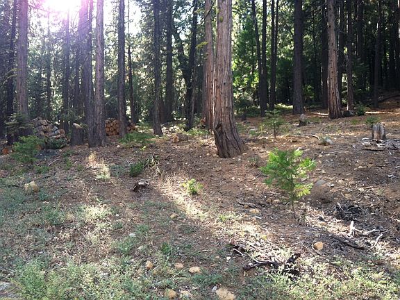 Surrounded by Trees