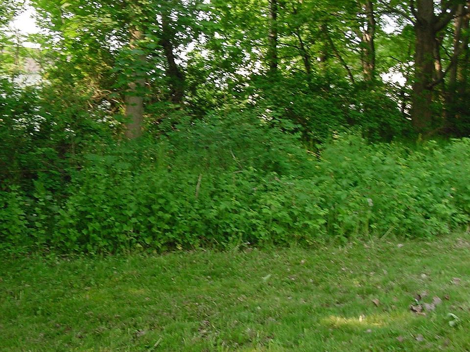 back yard,treed