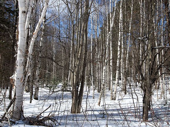 4th image of 0 Alsace Rd