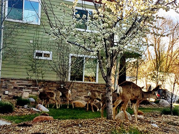 East Yard, Blossoms & Deer 