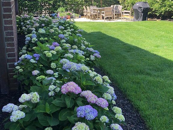 Hydrangeas blooming most of summer