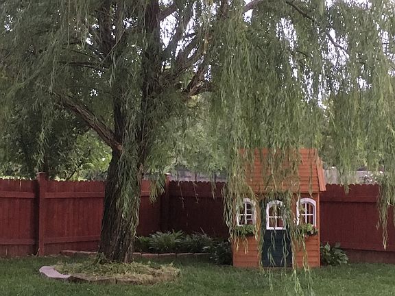 Beautiful Willow Tree