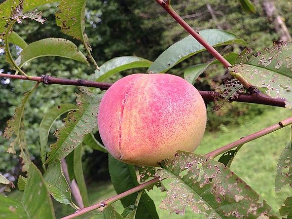 Nature's Presents (1)