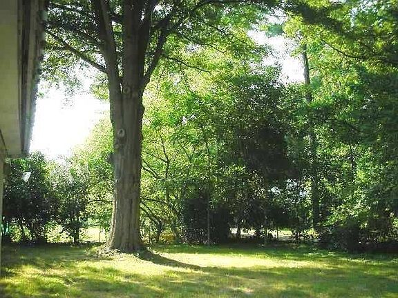 Large, shady back yard