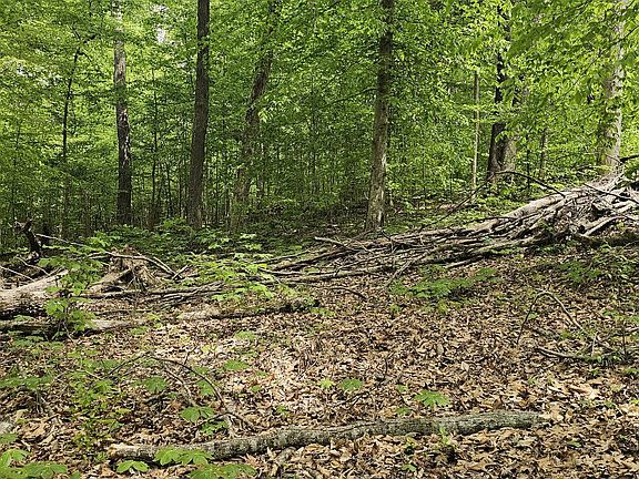 2nd image of 2225 Caney Branch Rd