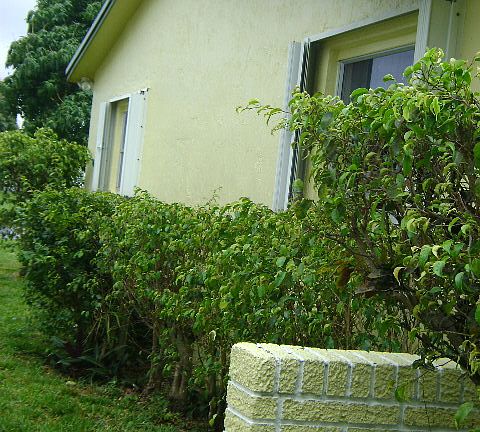 East View of Home