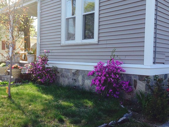 Azalea and cherry tree