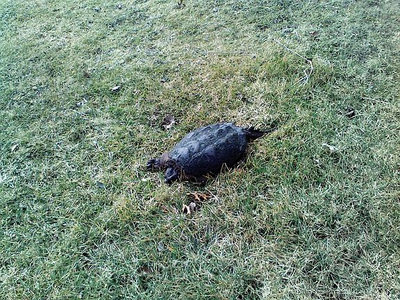 Snapper moving between ponds