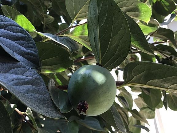 Fruit tree