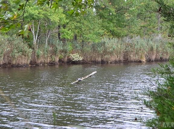 4th image of 104 Blue Heron Rd