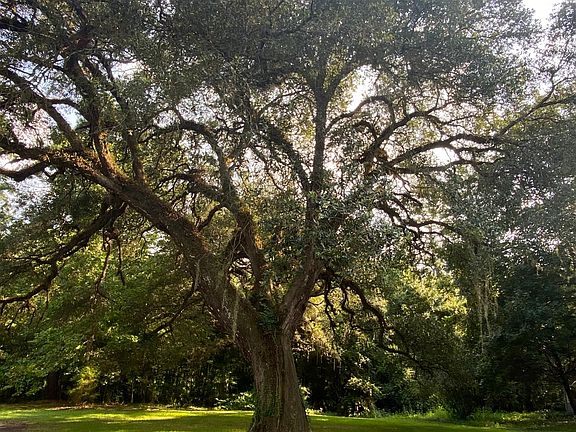 Beautiful historic oaks shade the 3 acre property