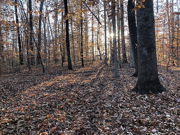 Beautiful mature trees