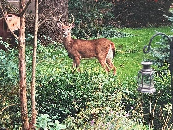 3rd image of 1987 Snake Rd